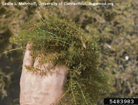 Hydrilla