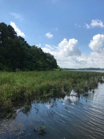 Water Willow thriving on the shoreline in Caney Creek