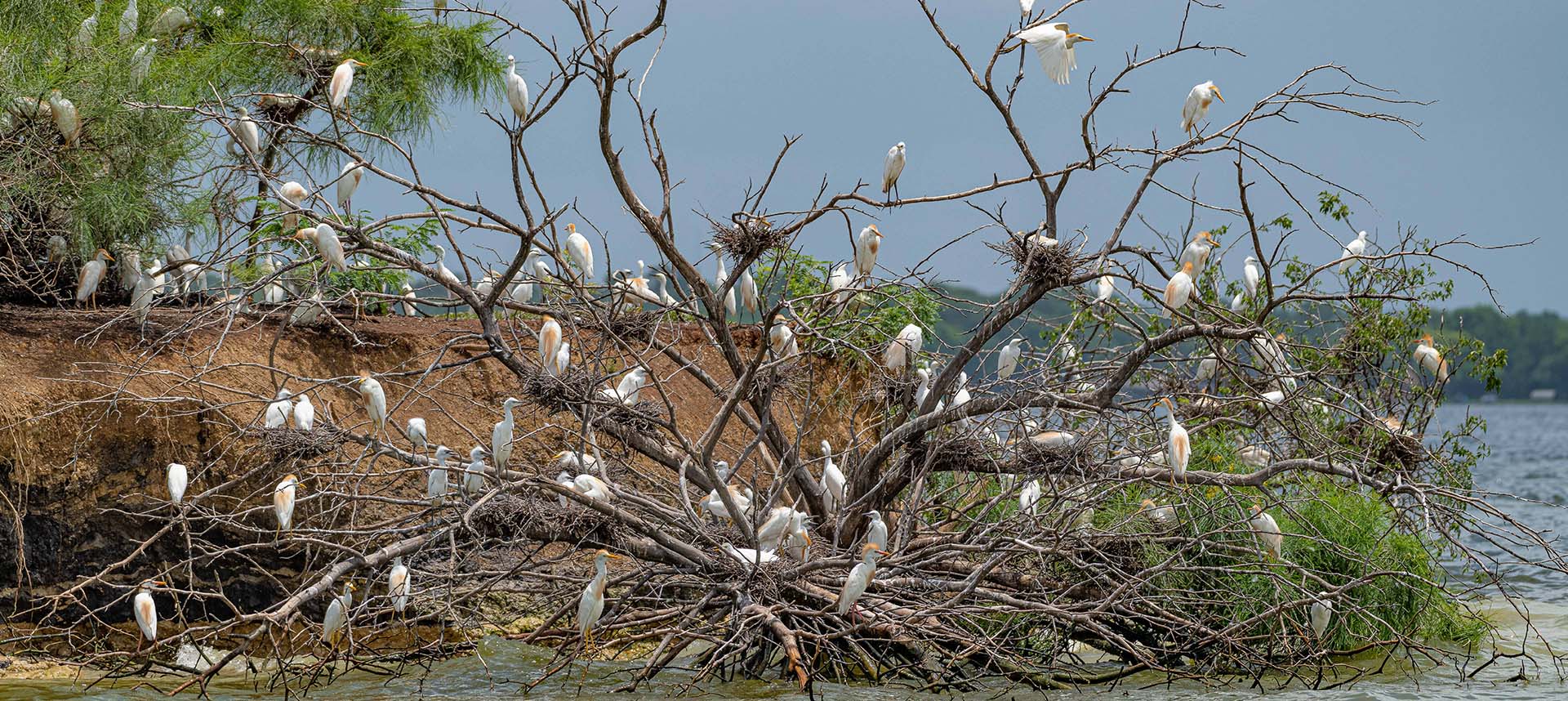 Birds on Lake Conroe