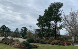 Christmas trees from the 2022 tree drive