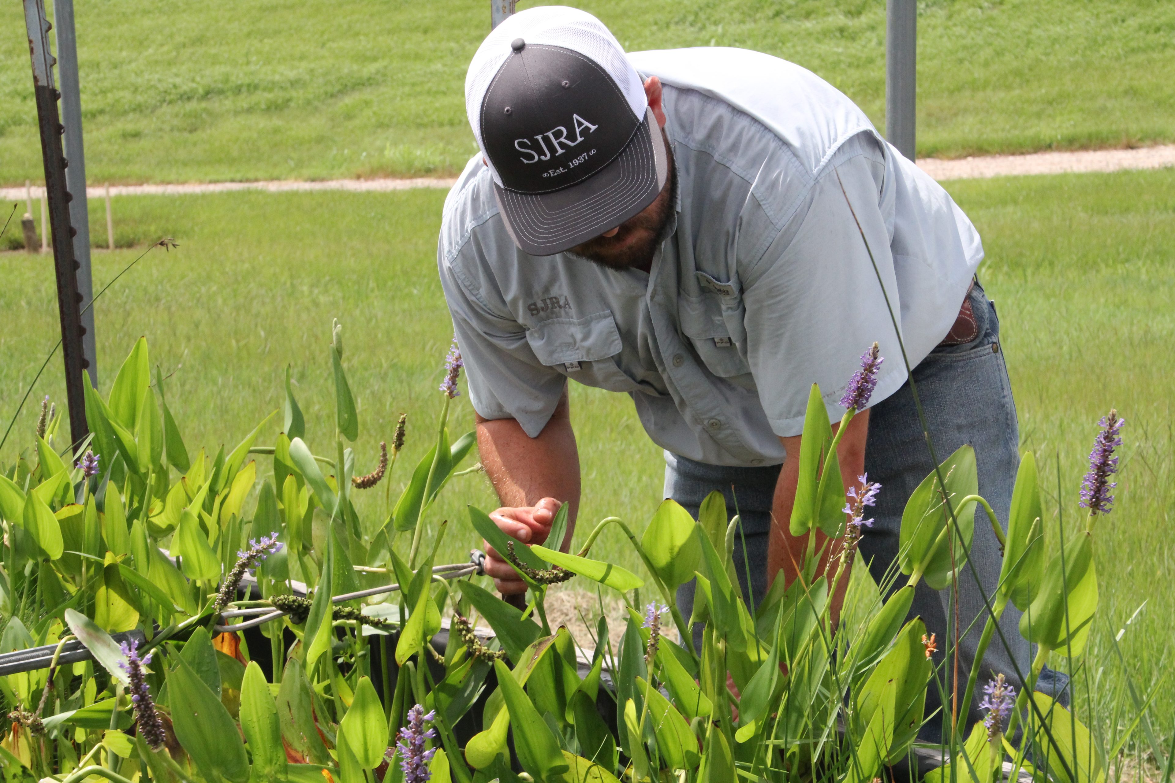 LC Nursery Male in aquatic plant nursery